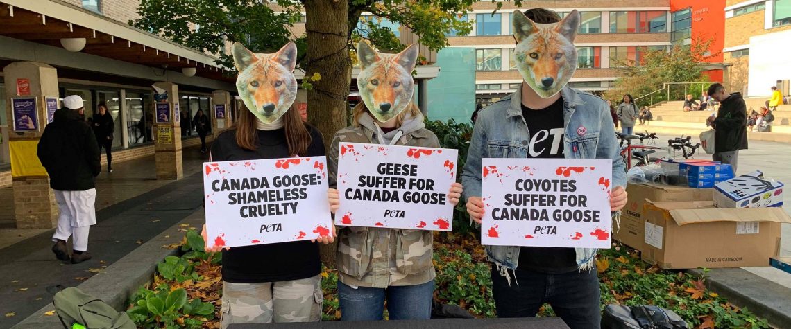 peta canada goose